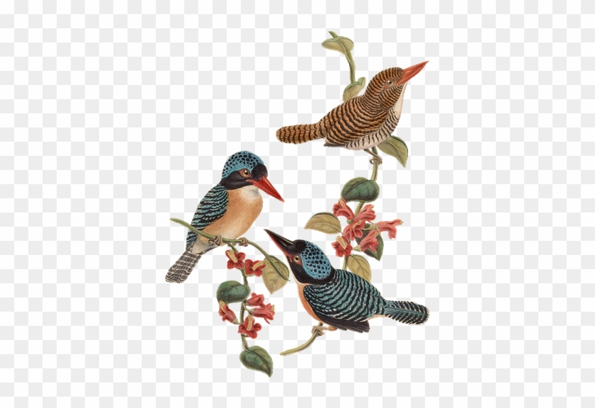 Bird, Birds, Branch, Flowers, Vintage, Isolated - Transparent Png Vintage Birds #289563