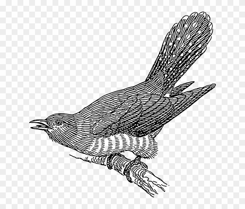 Perched Drawing, Branch, Wings, Tail, Cuckoo, Feathers, - Cuckoo Clip Art #289720