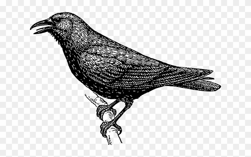 Image Drawing Bird Branch Crow Wings Tail Feathers - Crow In Black And White #289723