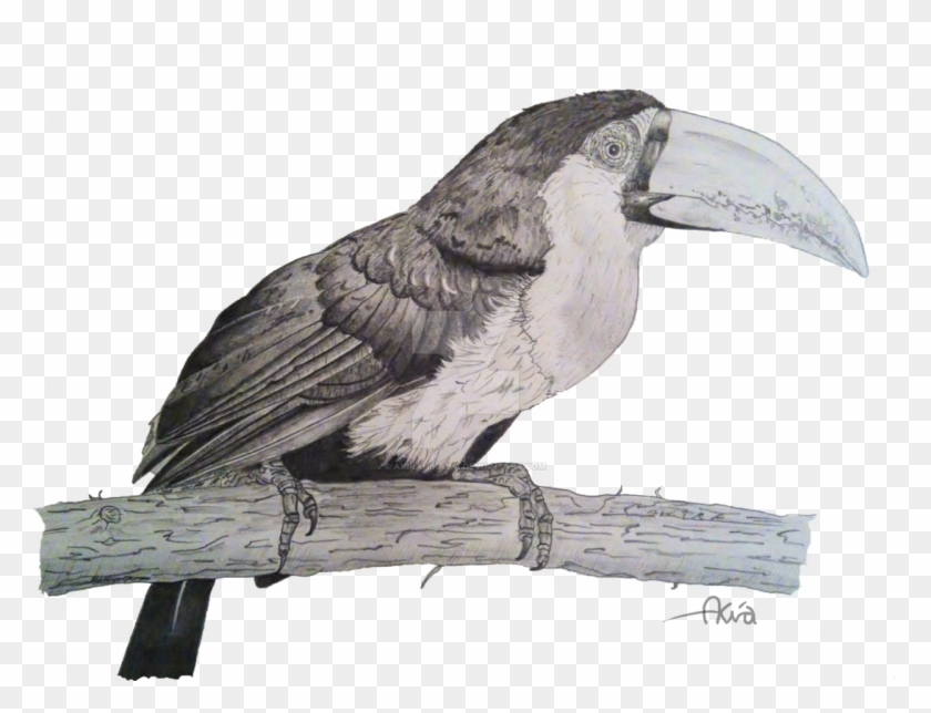 Tropical Bird Drawing - Drawings Of Tropical Birds #289728
