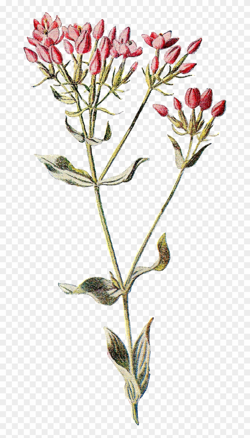 Familiar Wild Flowers Botany Wildflower Botanical Illustration - Flowers Vintage Illustration Png #289781