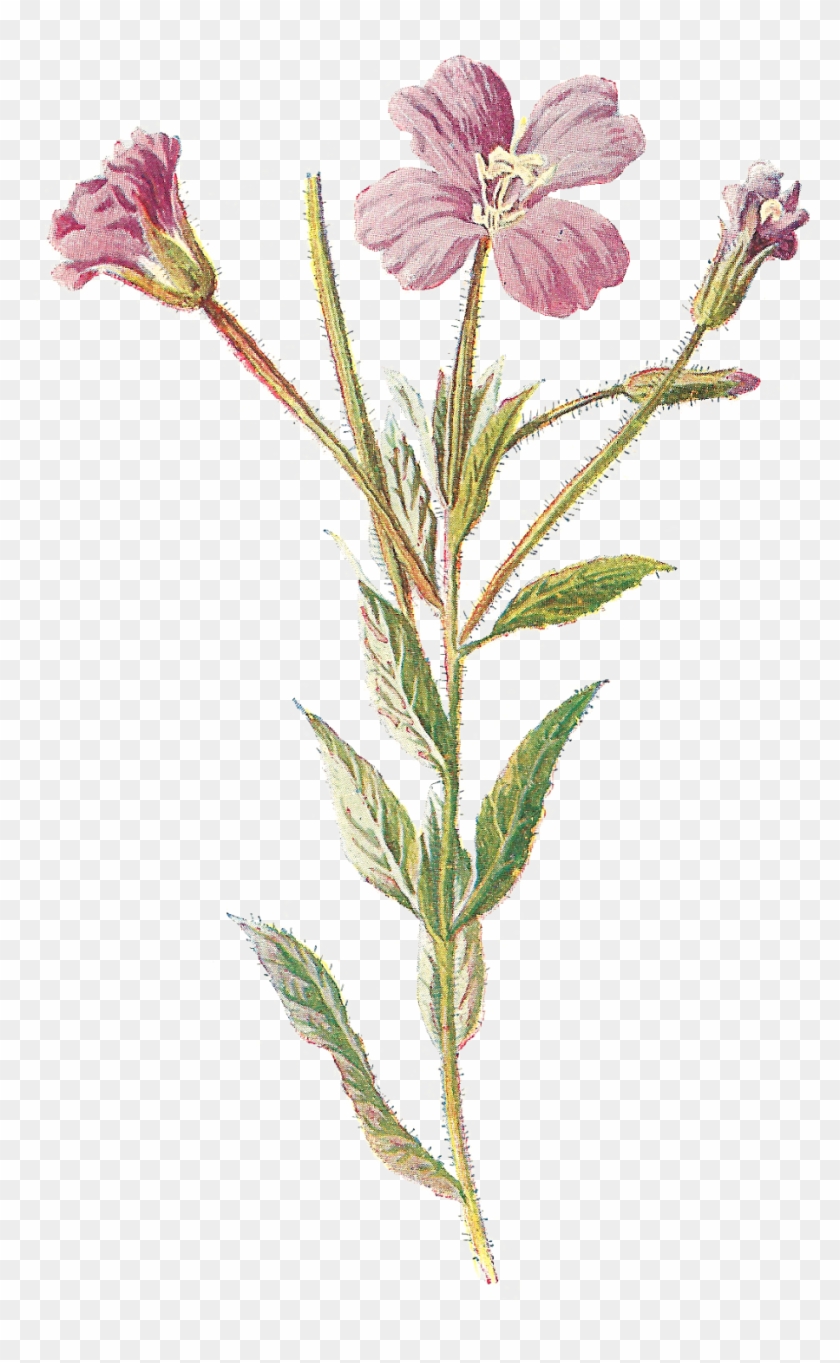 Sweet Wildflower Clip Art Medium Size - Sweet Wildflower Clip Art Medium Size #289785