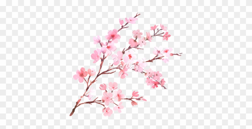 Cherry Blossom Clipart Png Photos Png Images - Cherry Blossom Watercolor Png #289787