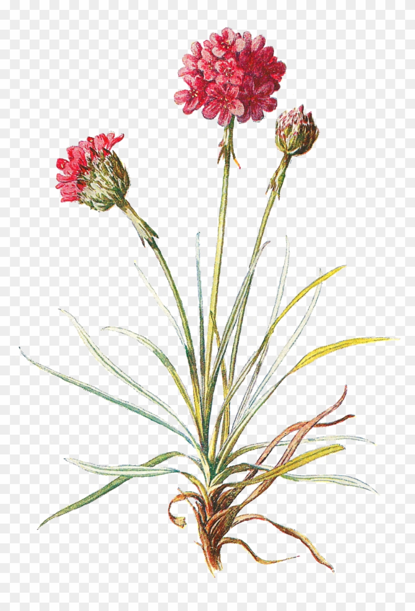 Wildflower Clipart Botanical Illustration - Armeria Maritima Ilustration #289790