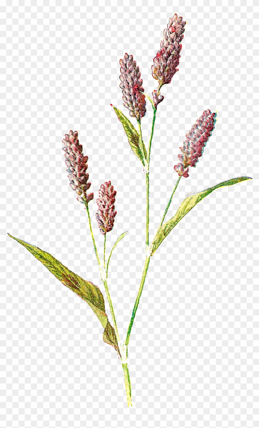 Agreeable Wild Flower Clip Art - Botanical Flower Illustration Png #289802