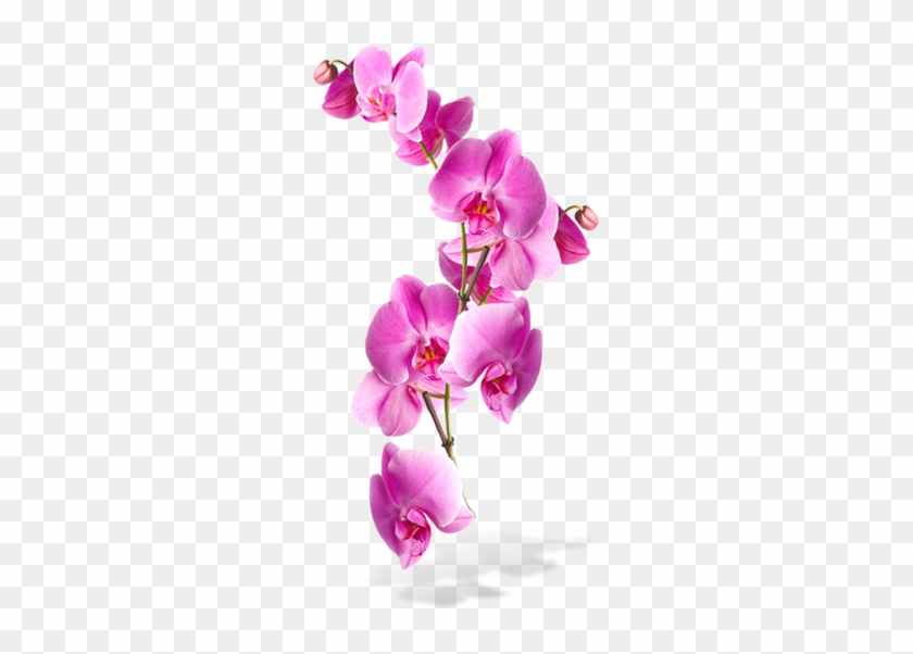 Flowers Png - Transparent Background Pink Orchids Png #289849