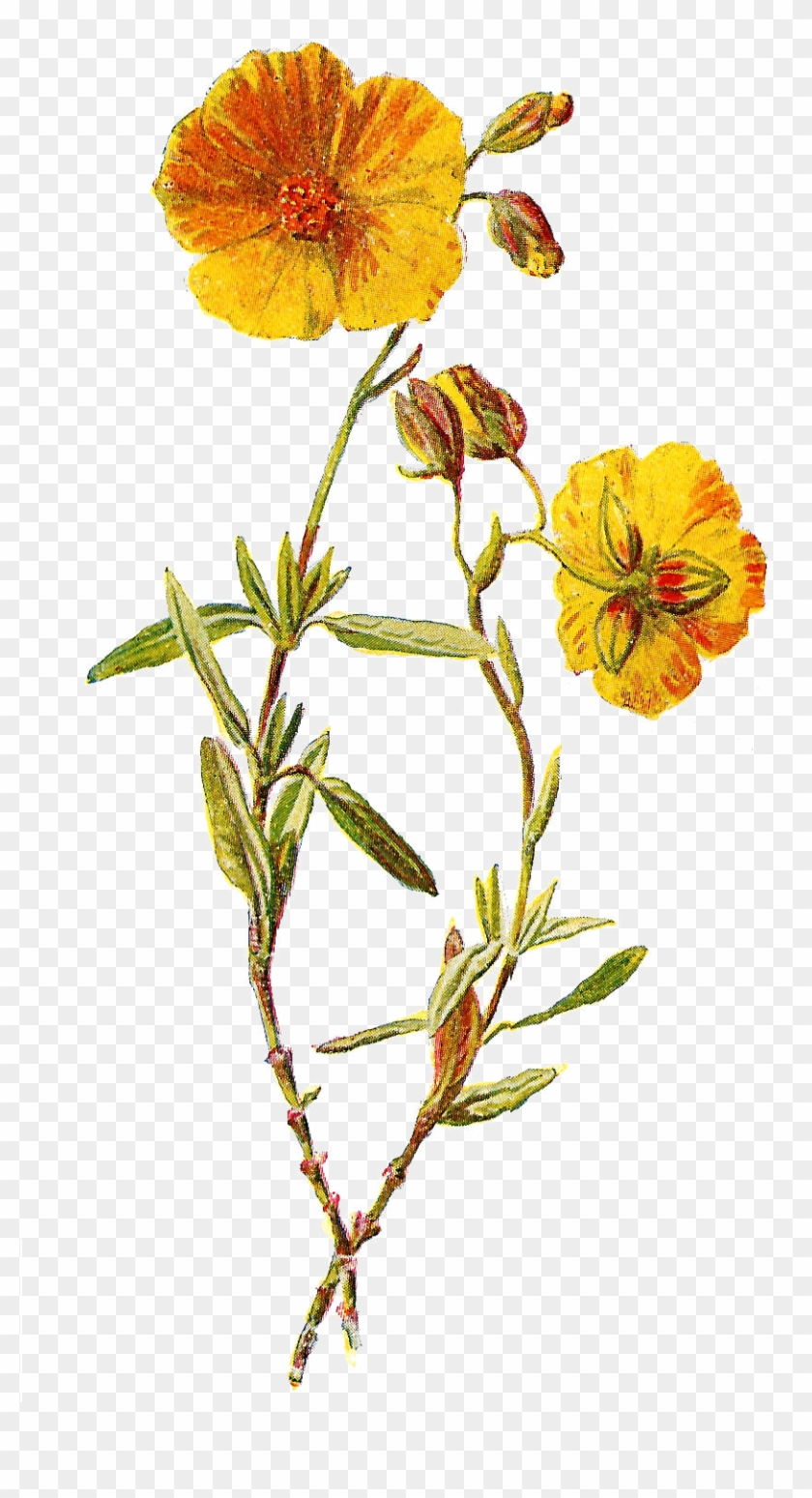 These Two Lovely Wild Flower Illustrations Are From - Yellow Flowers Illustration Png #289869