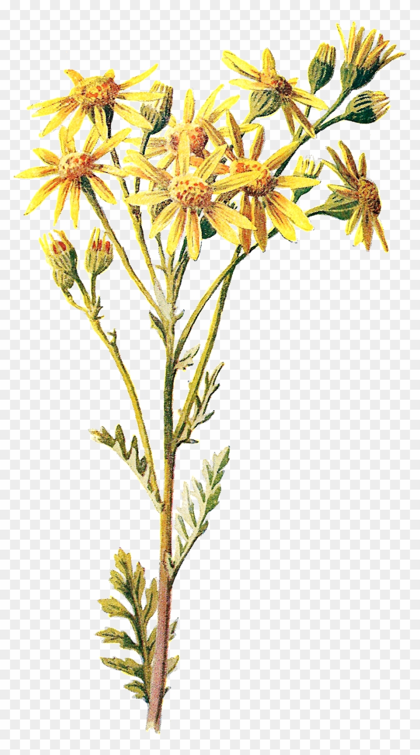 Wildflower Clipart Yellow Flower - Wildflower #289873