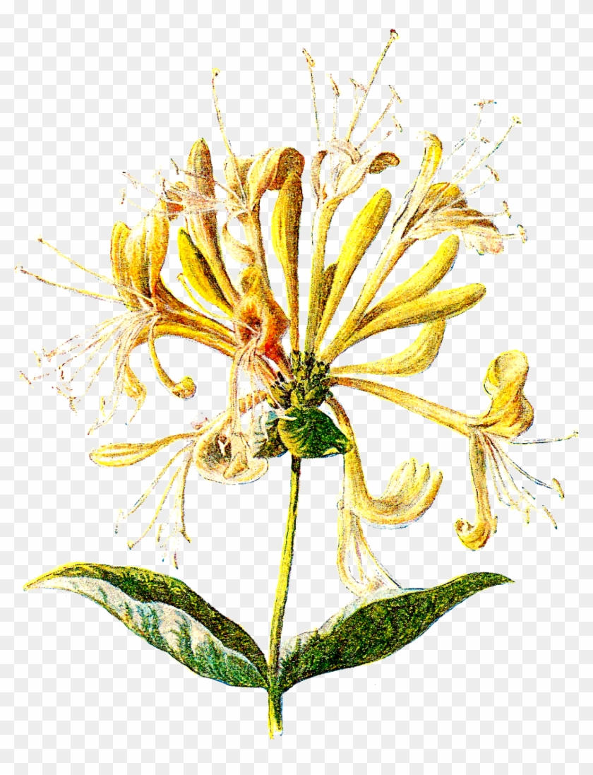 Wildflower Lonicera Hispidula Clip Art - Wildflower Lonicera Hispidula Clip Art #290175