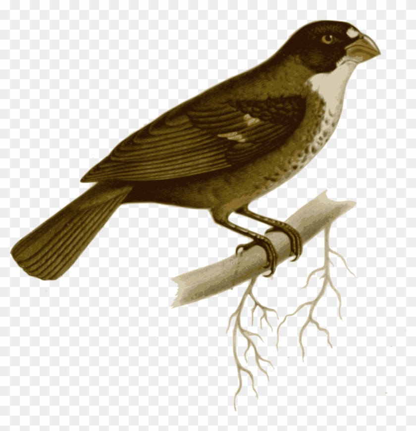 Bird On Branch Clip Art At Clker Maya Bird Drawing Free Transparent Png Clipart Images Download