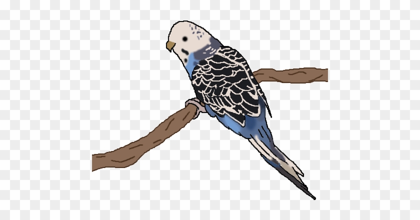 Tutty The Bird - Budgie #290069