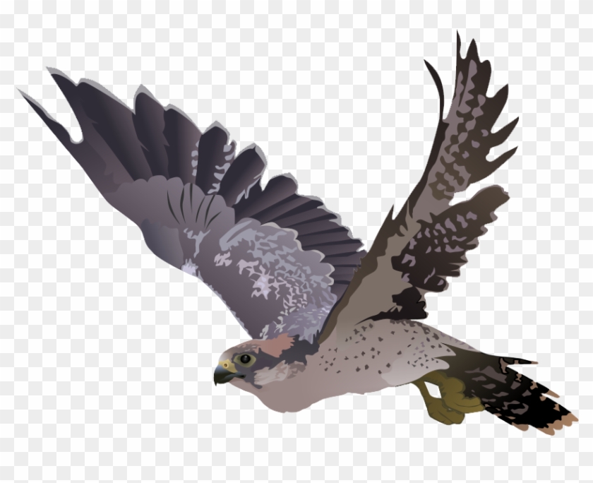 Falcon On A Tree Branch - Falcon Transparent Png #290081