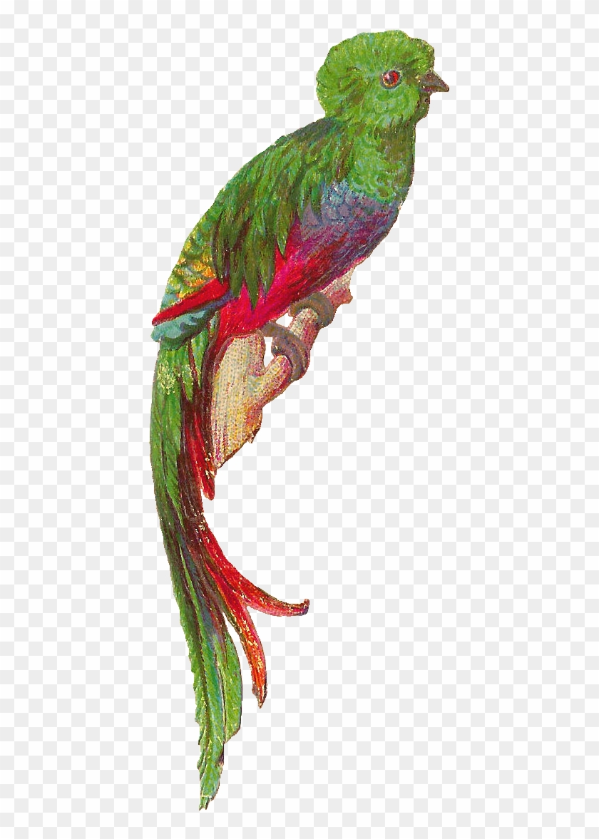 Clip Arts Related To - Quetzal With No Background #290093