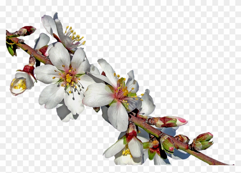 Almond Flower Png #290115