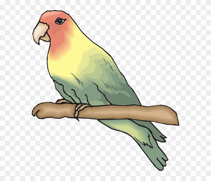 Perched Bird, Branch, Wings, Animal, Feathers, Species, - Sketsa Burung Love Bird #290120
