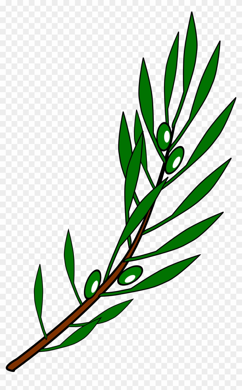 Fileolive Branch Drawing - Draw A Olive Branch #290130