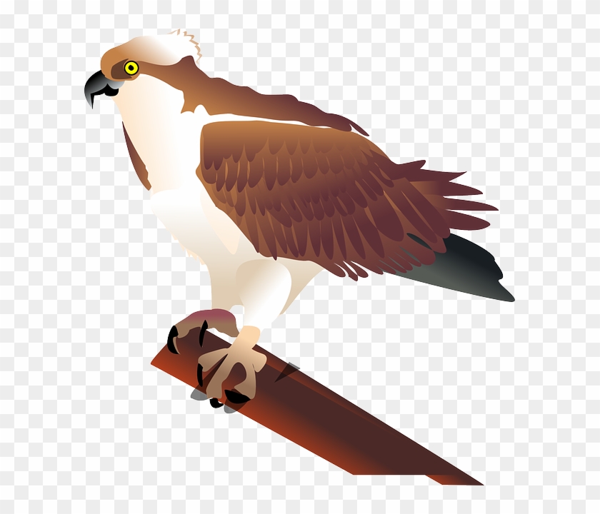 Hawk, Bird, Branch, Media, Image - Jastrząb Clipart #290133