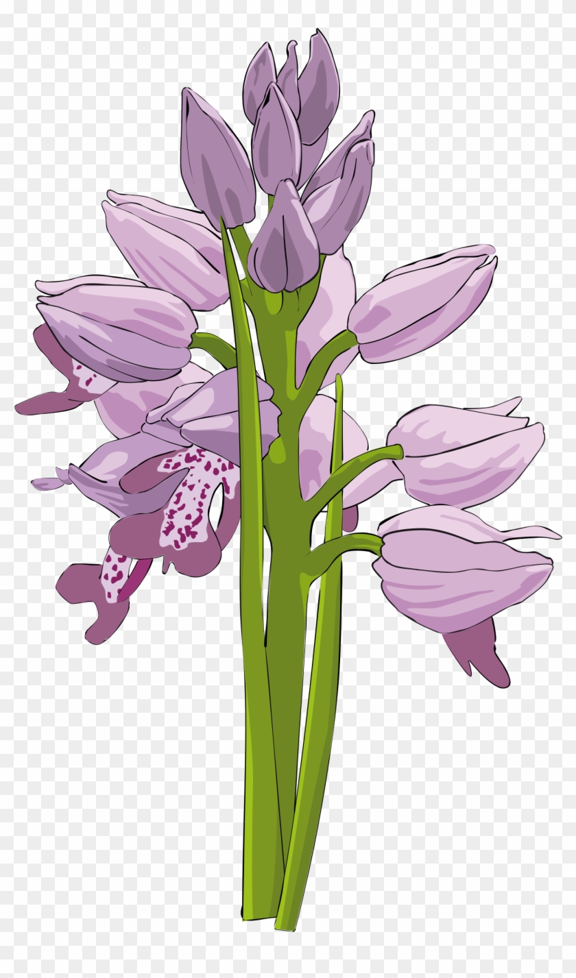 Wild Orchid - Wild Orchid Clipart #290179