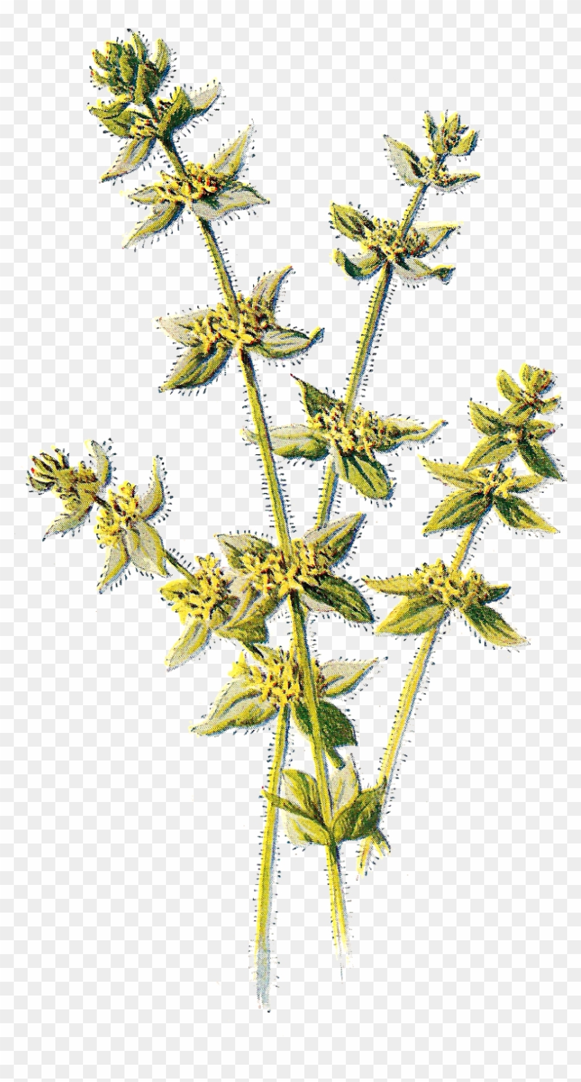 This Is A Beautiful Digital Graphic Of The Wildflower, - Clip Art #290188