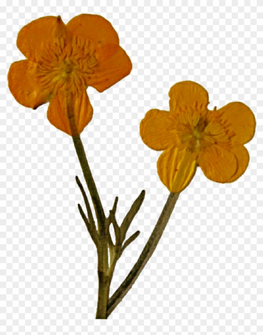 Pressed Yellow Wild Flowers By Jeanicebartzen27 Pressed - Lily #290203