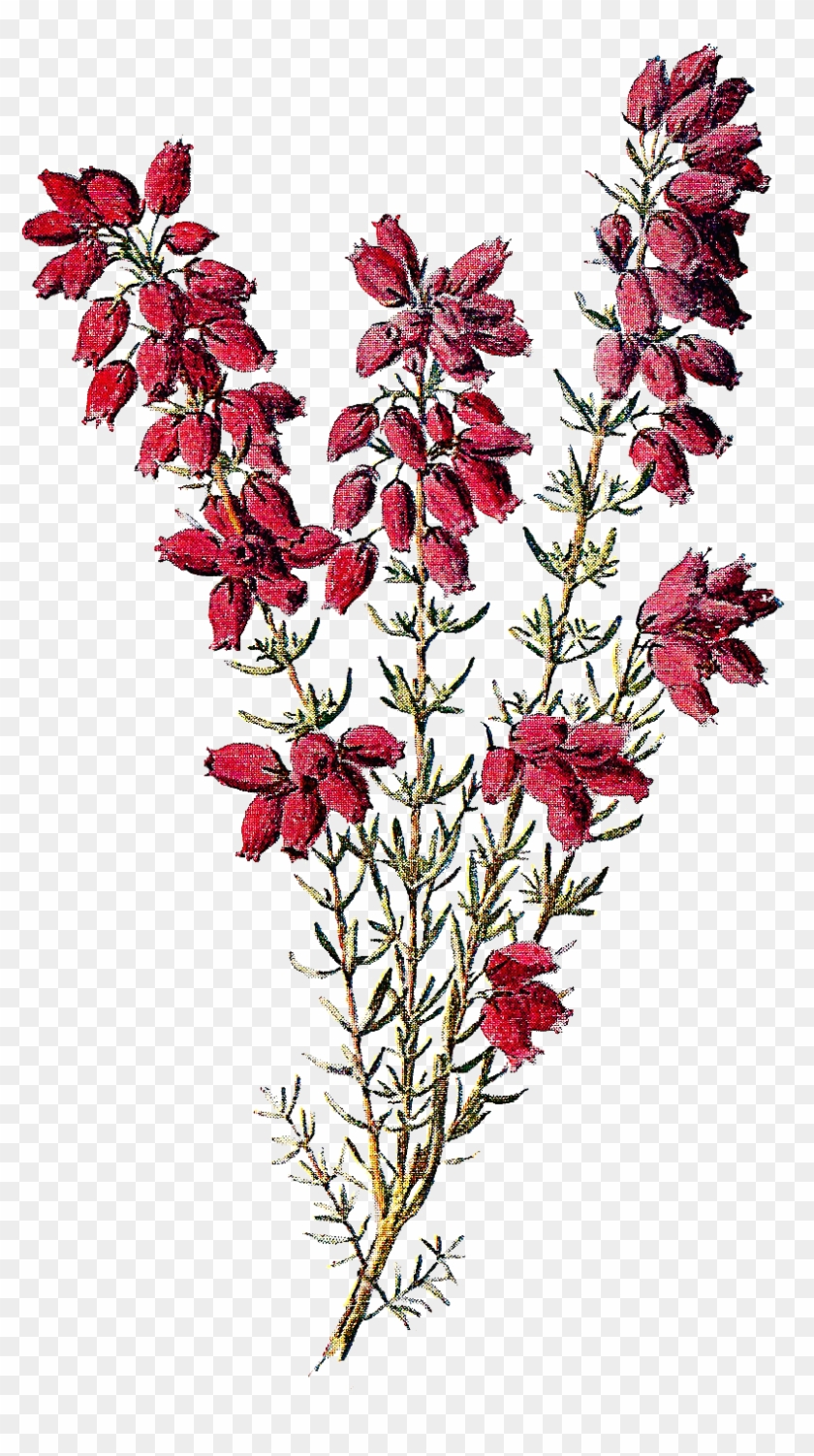 Stock Wildflower Image Heather - Heather Flower Png #290321