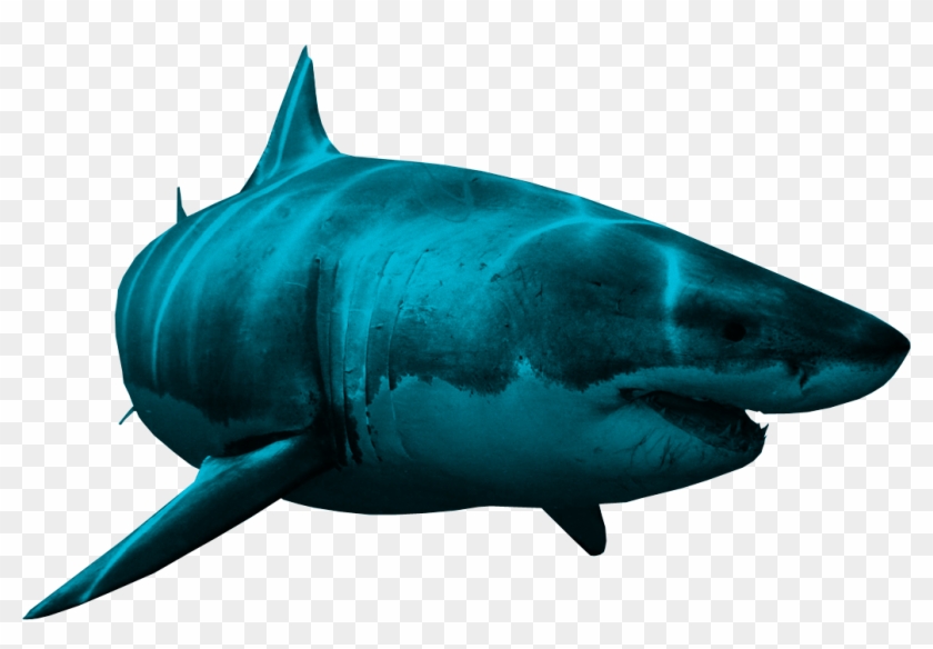 Shark Png - Shark Png #290511