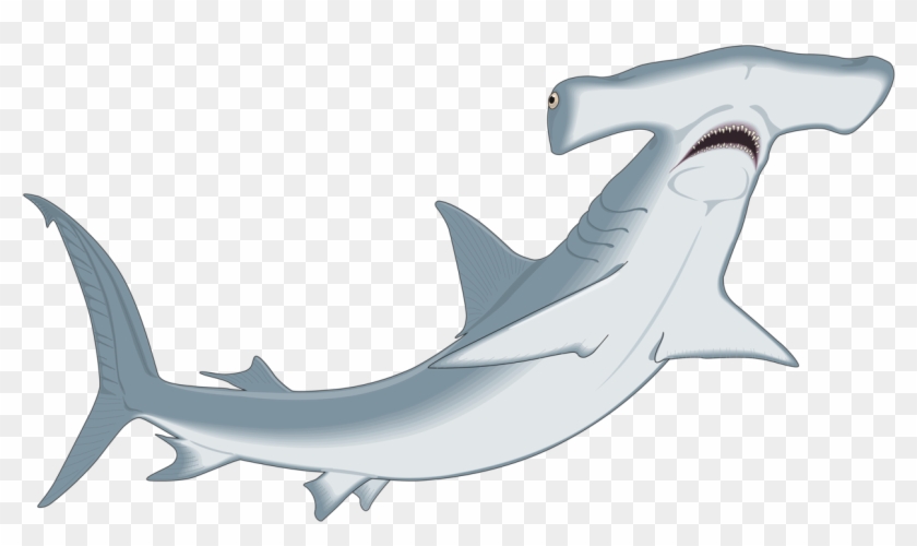 Album - Hammerhead Clipart #290508