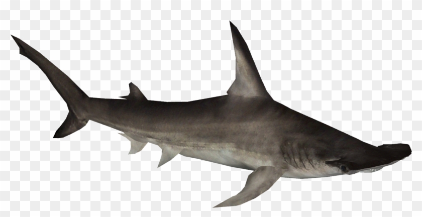 Hammerhead Shark Clipart - Hammerhead Shark Png #290542