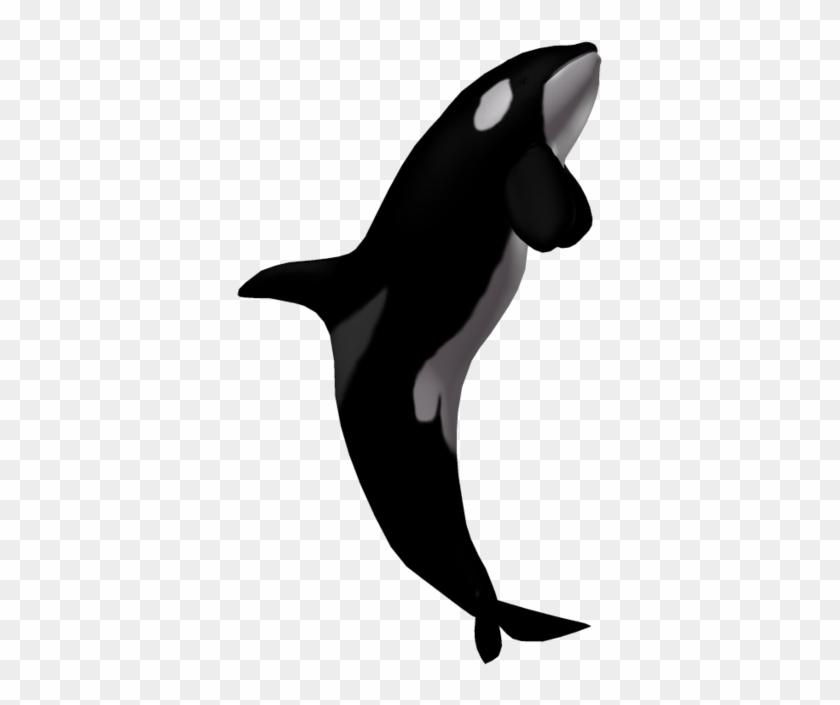 Killer Whale Transparent - Killer Whale Transparent #290599