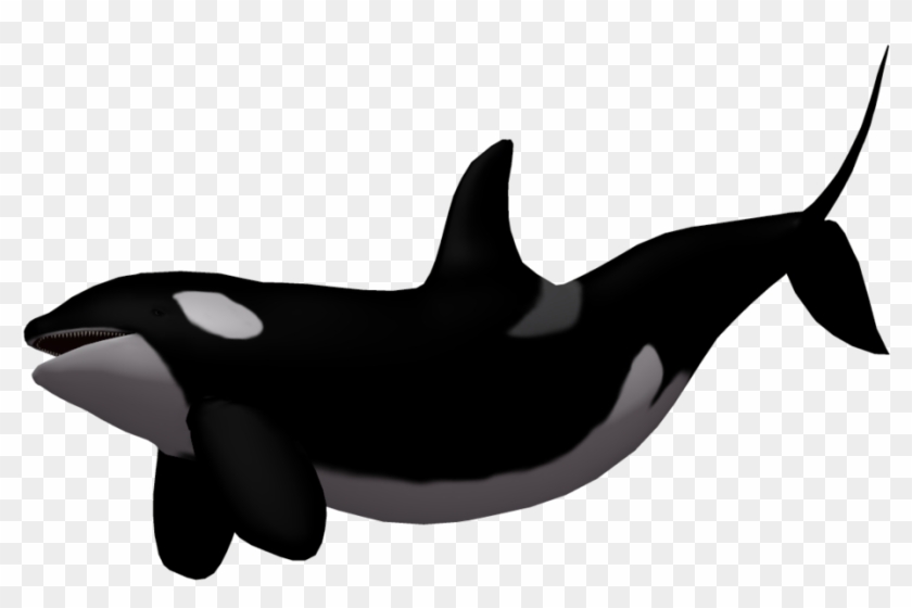 Killer Whale 03 By Wolverine041269 On Clipart Library - Killer Whale Transparent Background #290605