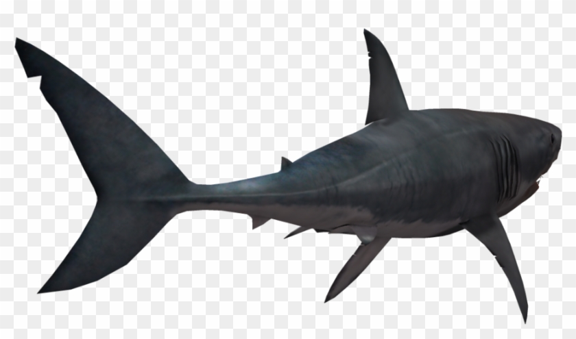 Shark Png Transparent Image - Shark Png Transparent #290613