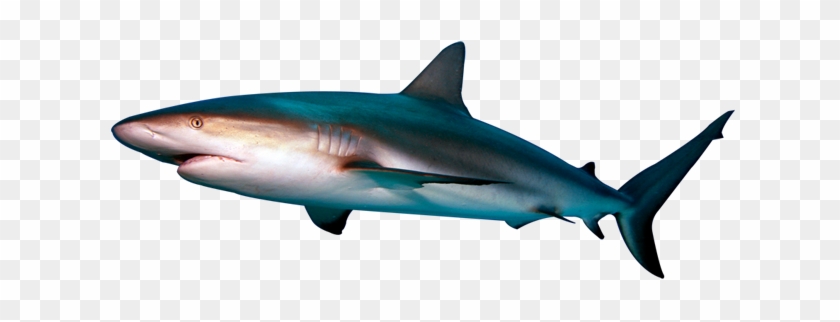 Shark - Shark Png #290619