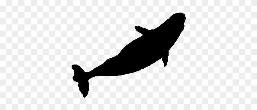 Make A Silhouette - Cetacea #290627