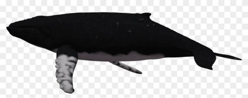 Dolphin Humpback Whale Clip Art - Dolphin Humpback Whale Clip Art #290683