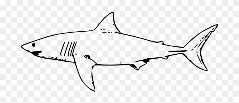 Shark Black And White Black And White Shark Pictures - Great White Shark Outline #290692