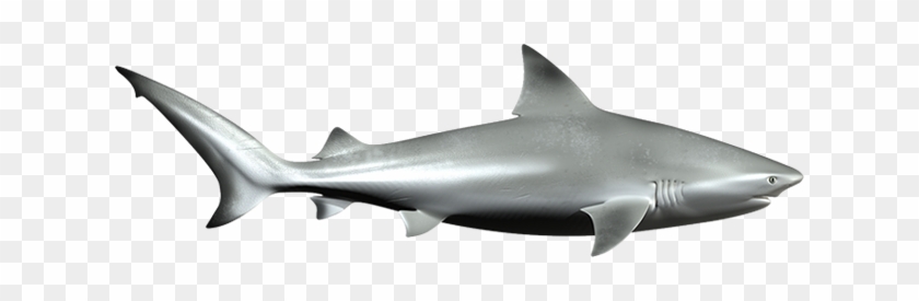 Bull Shark #290721
