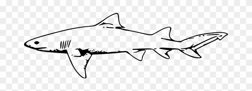 Shark Animal Sea Swim Ocean Fins Gills Dan - Hammerhead Shark Fork Length #290786