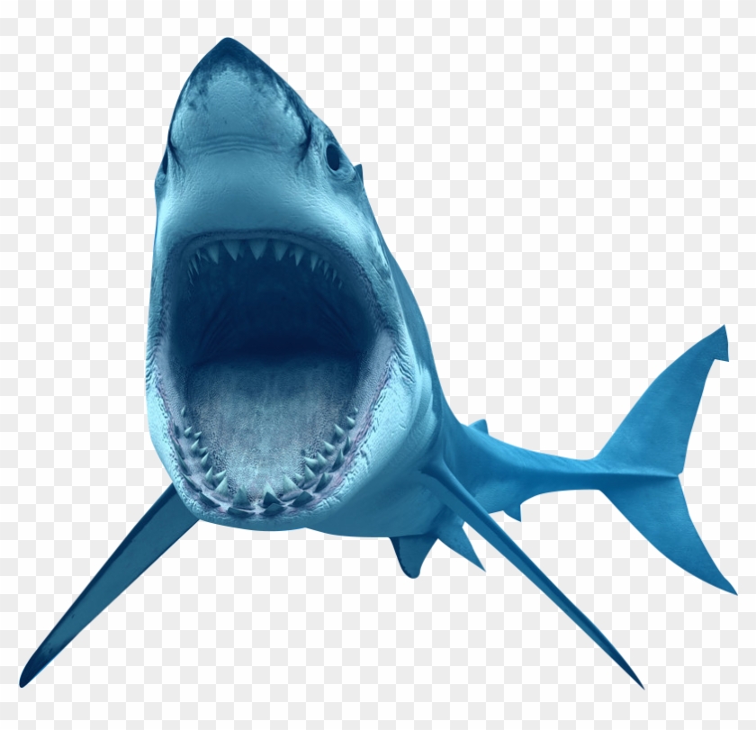 Great White Shark Clip Art - Great White Shark Clip Art #290808