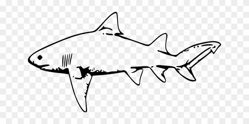 Stark, Animal, Fish, Huge, White, Fins - Shark Black And White #290810