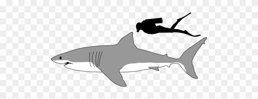 Shark Profile Drawing - Great White Shark Size #290900