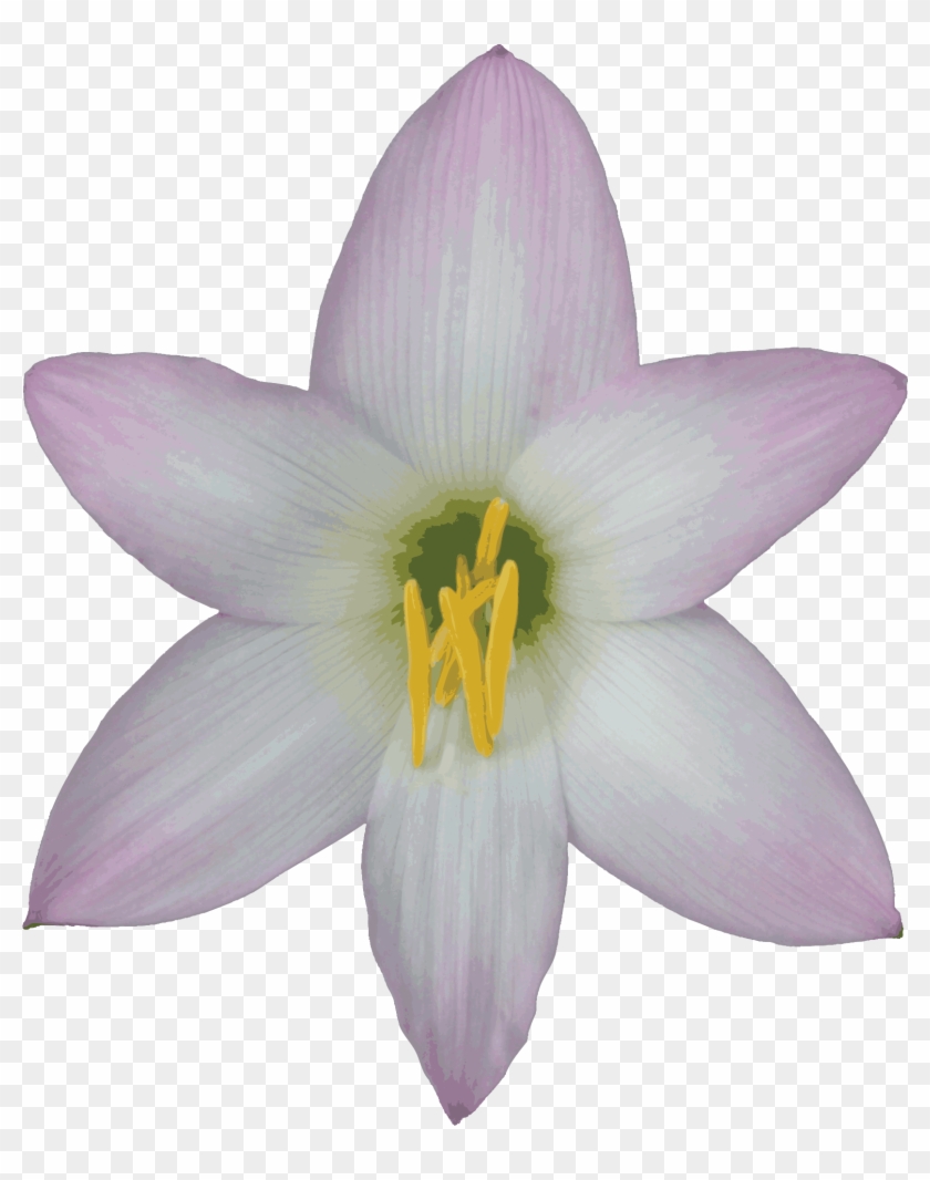 Free Transparent Background Nature Images Gif - Lily With No Background #290931