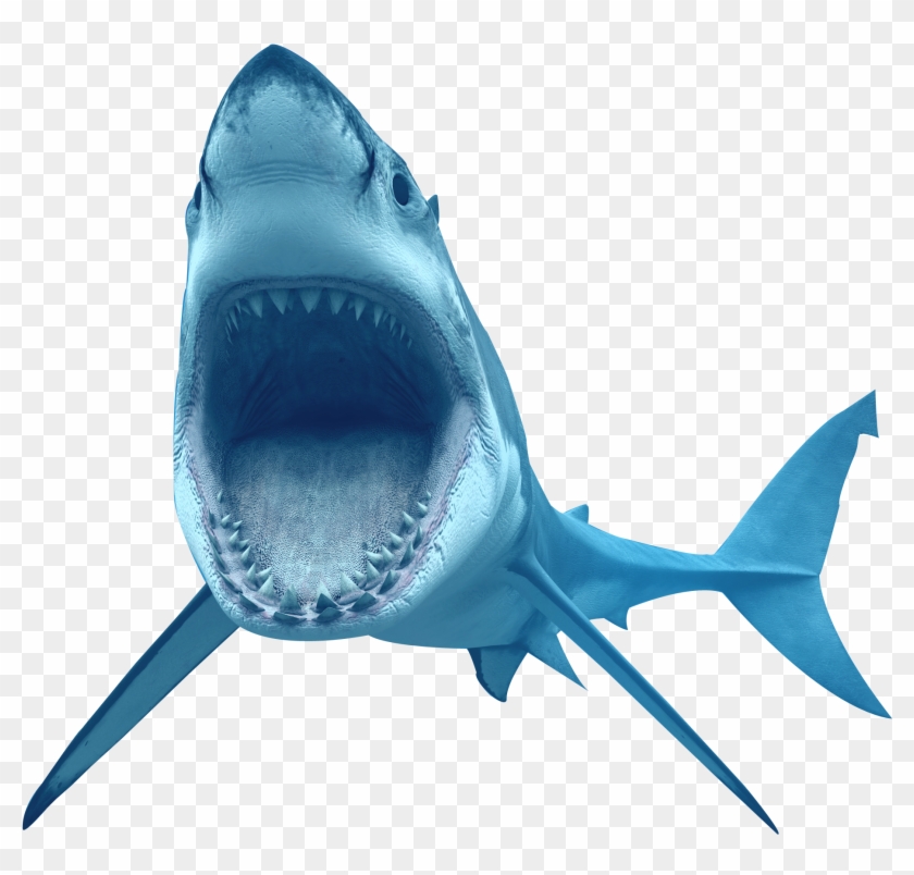 Animal Shark Transparent Image - Great White Shark Transparent Background #291041