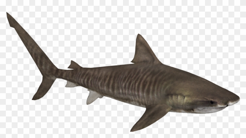 Tiger Shark Png Image - Shark #291082