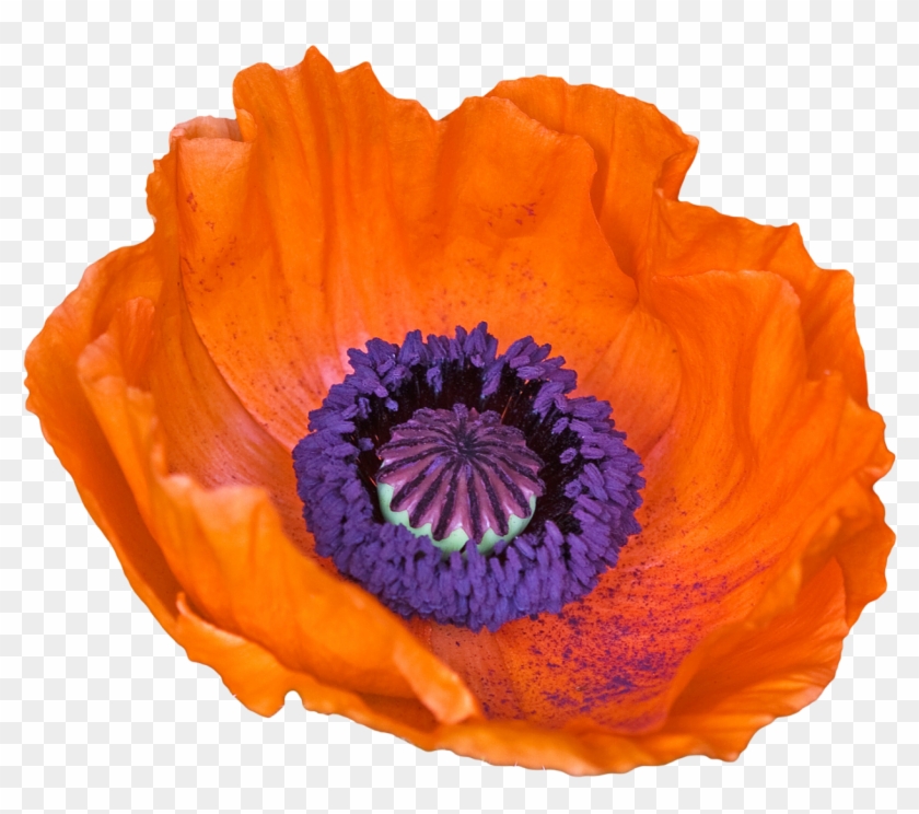 “old English Poppy From The Papaveraceae Family - Poppy #291209