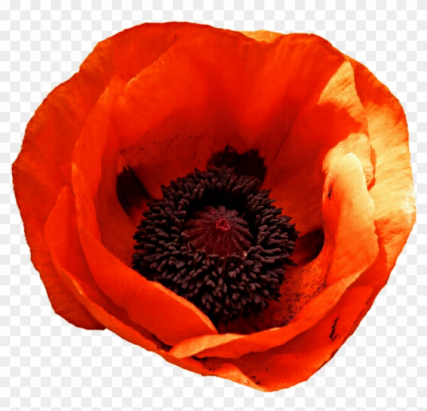 Transparent - Oriental Poppy #291213