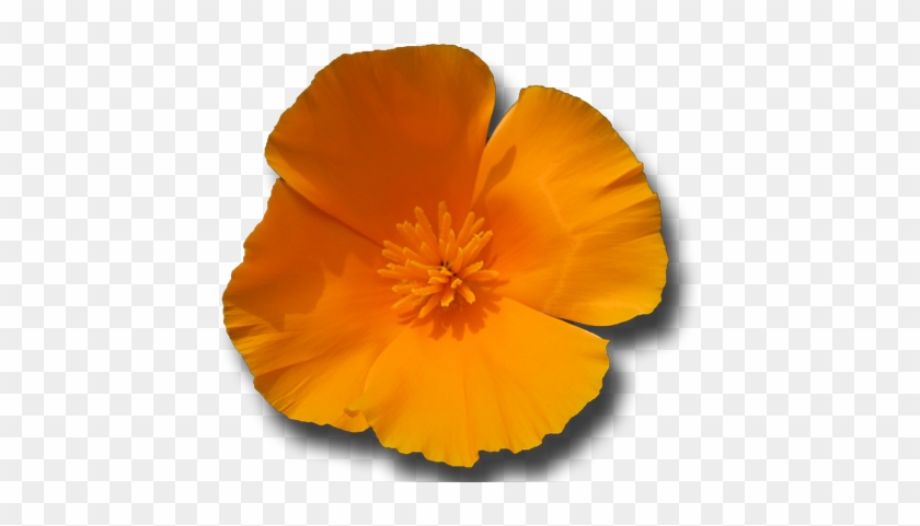 California Poppy Essence Honor Your Spirit Sister Spinster - California Poppy Essence Honor Your Spirit Sister Spinster #291215