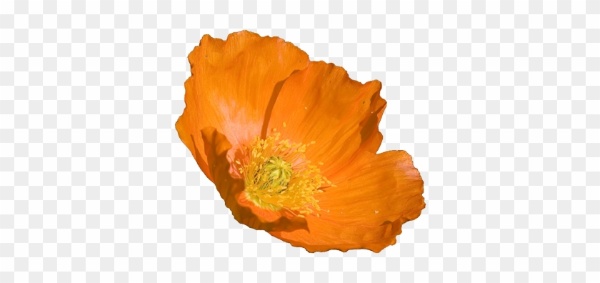 California Poppy Drawing - Orange Poppy Flower #291217