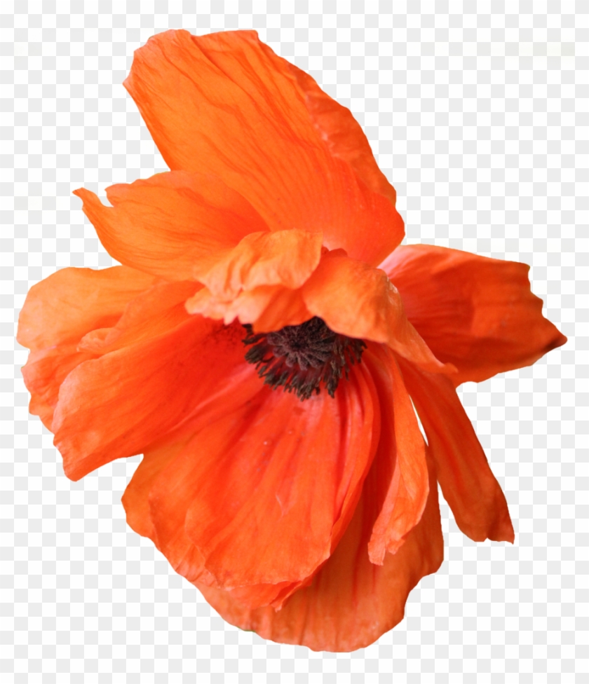 Poppy Png 05 By Thy Darkest Hour - Portable Network Graphics #291226