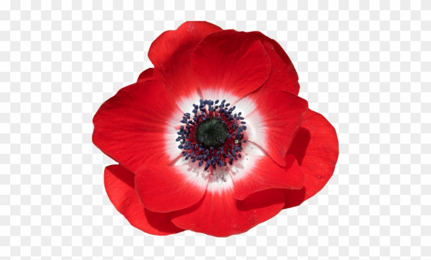 “poppy Anemone - Poppy With Transparent Background #291236