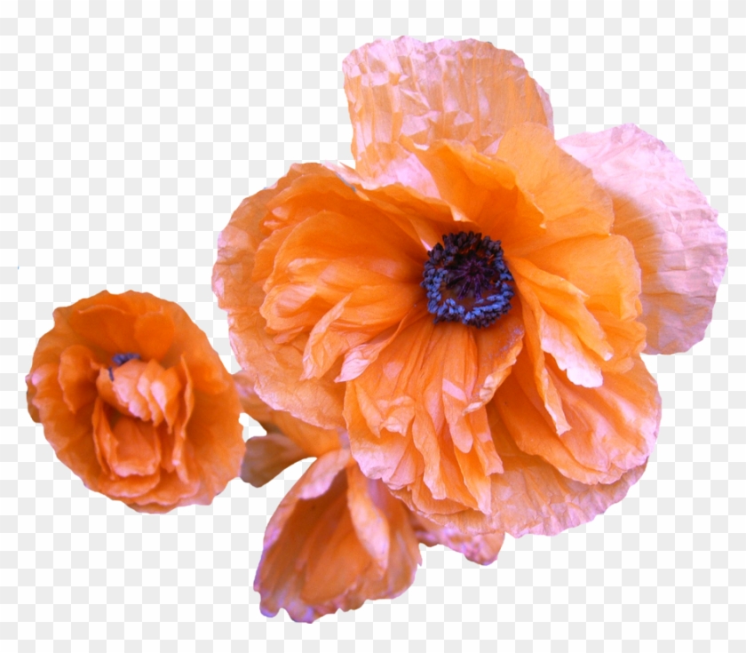 Poppy Png 02 By Thy Darkest Hour - Orange Poppy Png #291240